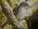 PIED FLYCATCHER